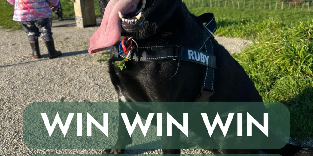 Ōtorohanga’s Top Dogs – And How You Could Win Your Rego Back!