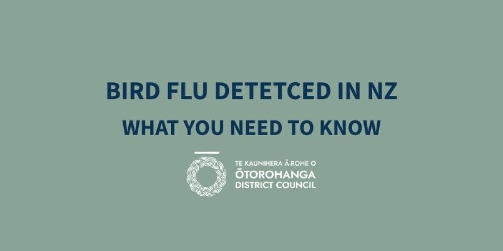 BIRD FLU DETECTED IN NEW ZEALAND – WHAT YOU NEED TO KNOW