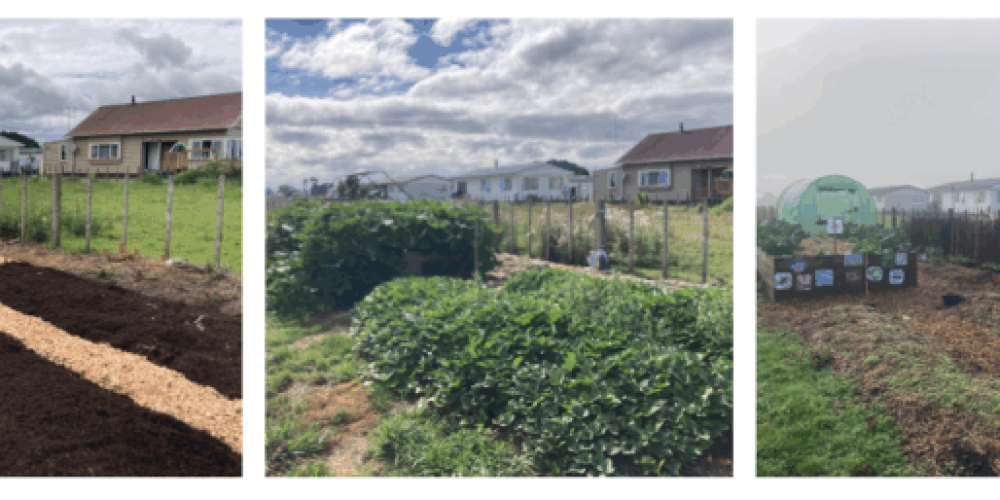 Waste to Wellbeing at Ōtorohanga Primary