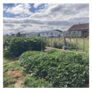Waste to Wellbeing at Ōtorohanga Primary