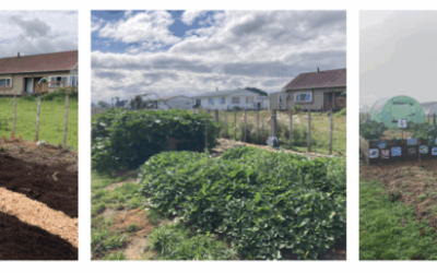 Waste to Wellbeing at Ōtorohanga Primary