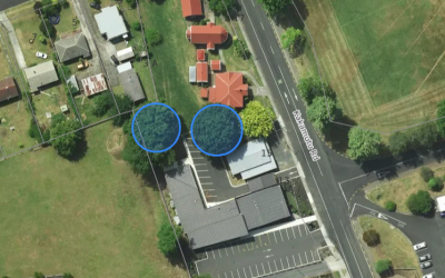 Removal of two oak trees - Ōtorohanga