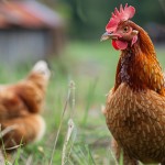 Bylaw review - Keeping of Stock, Poultry and Bees