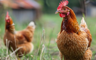 Bylaw review - Keeping of Stock, Poultry and Bees