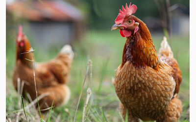 Bylaw review - Keeping of Stock, Poultry and Bees