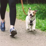 It's time to register your dog Ōtorohanga