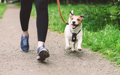 It's time to register your dog Ōtorohanga